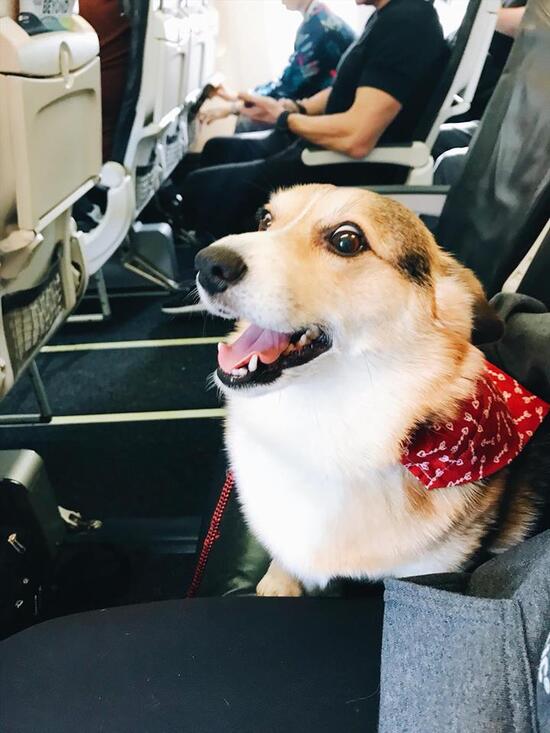 travel with service dog jetblue